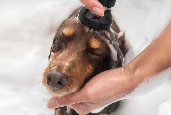 concept detail vis 02