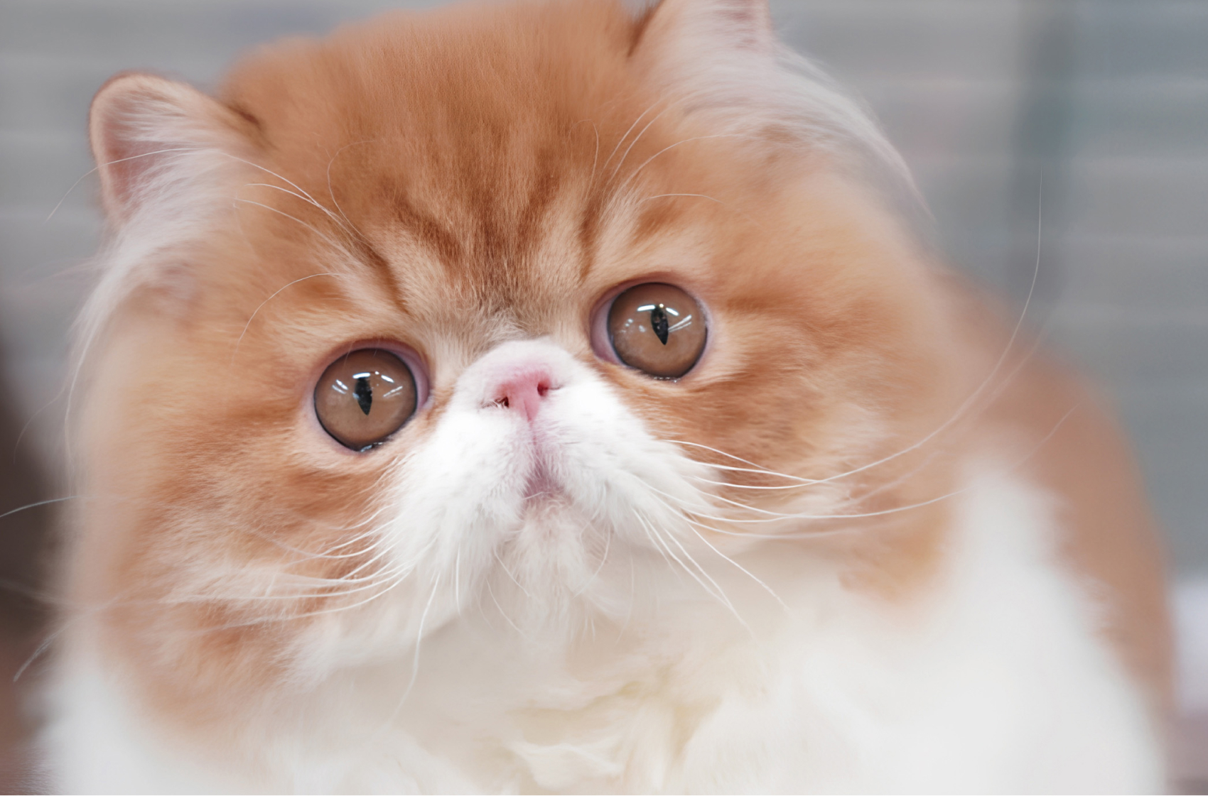 メインビジュアル1