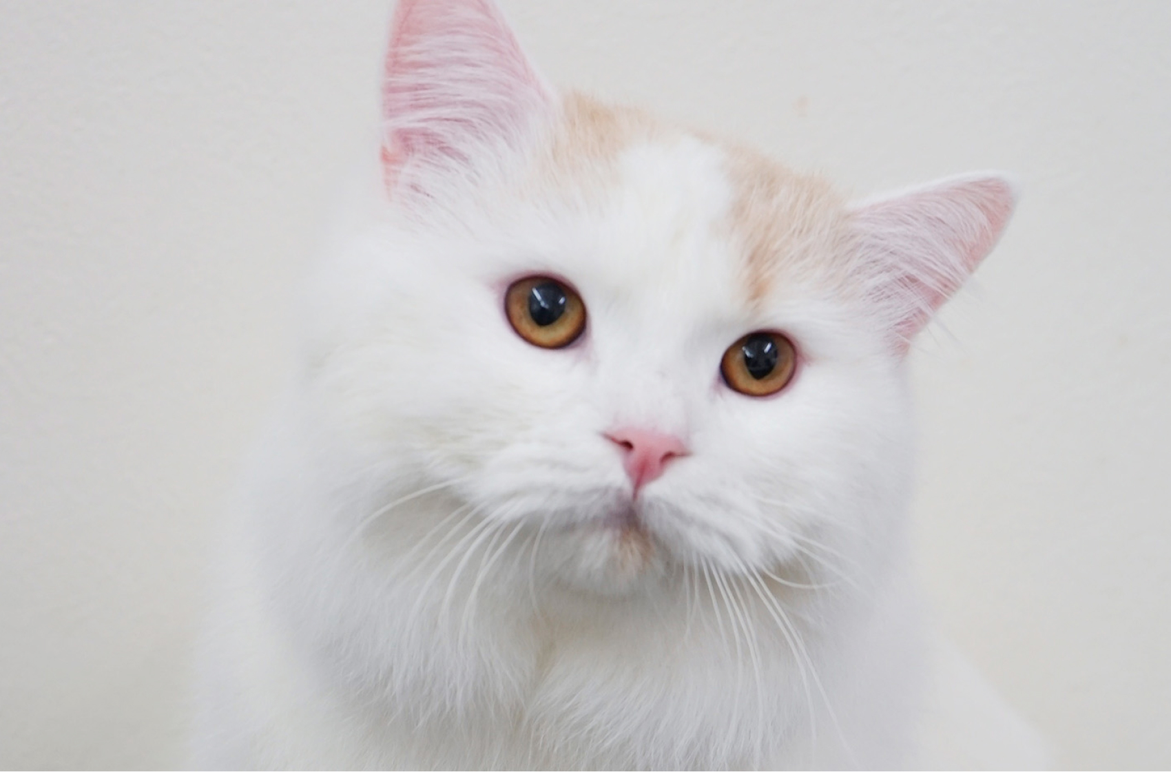 サブビジュアル2