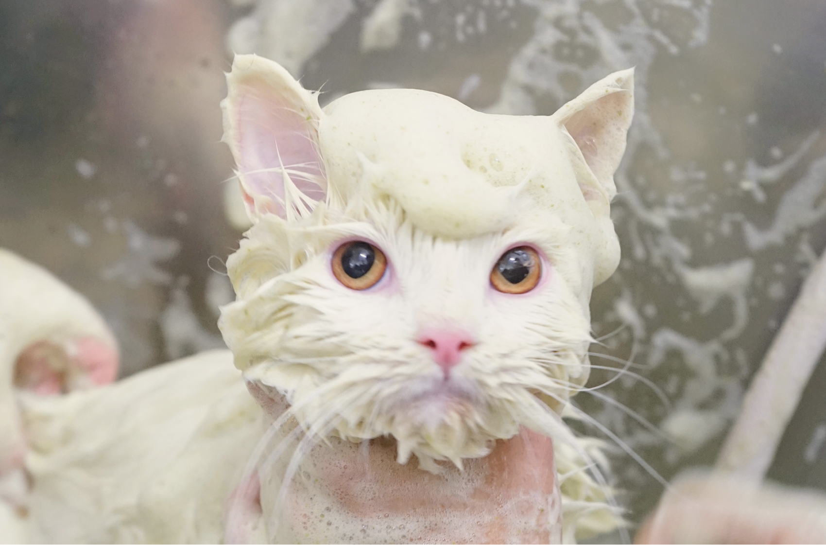 サブビジュアル3